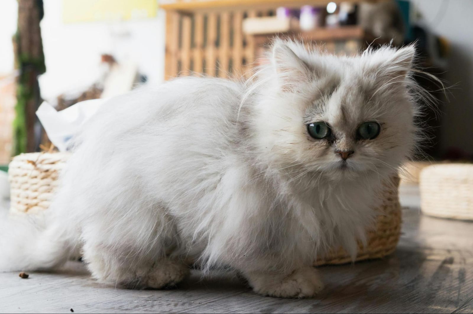 Cute little cat staring at the camera