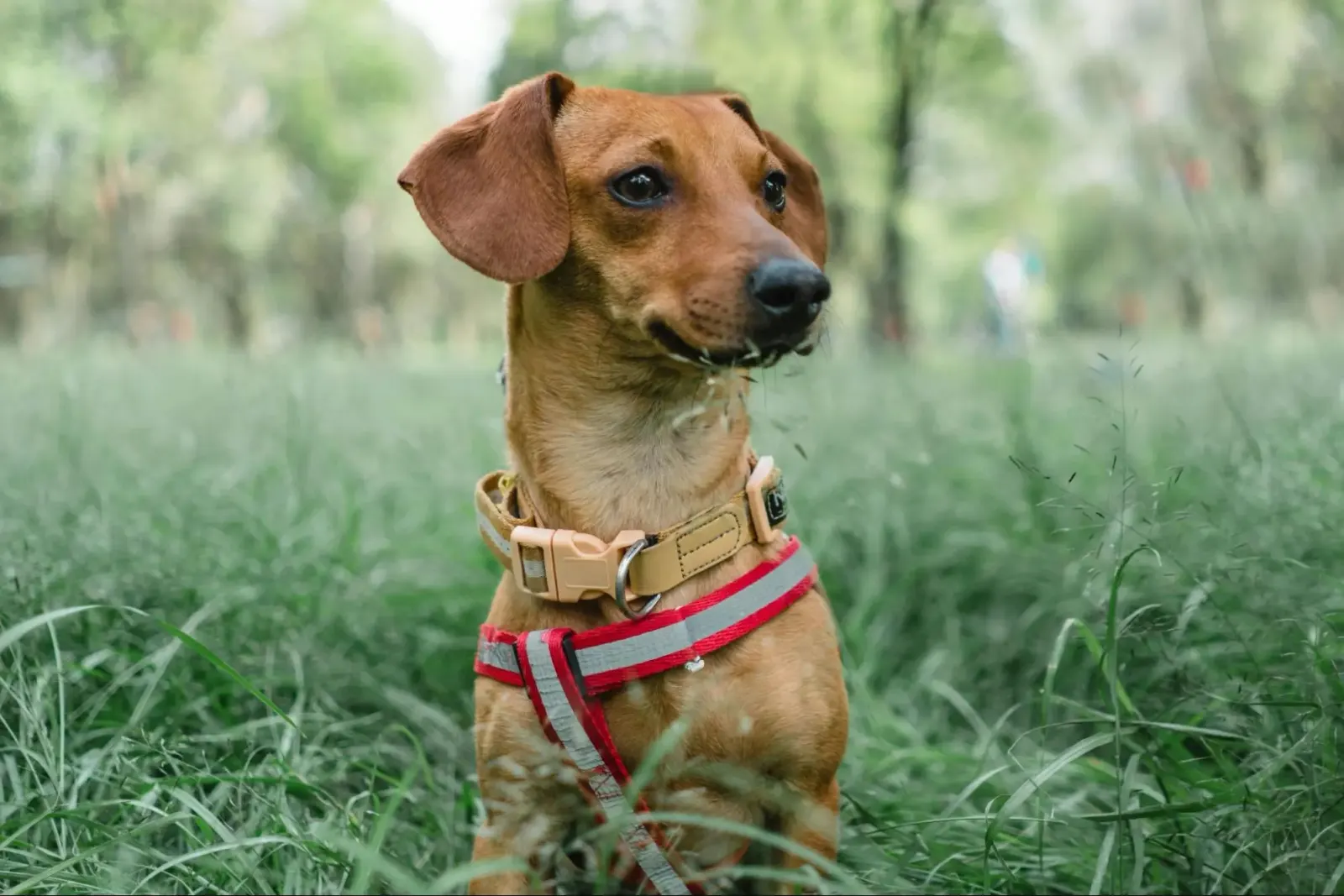 Dachshund dog sitting in the grass