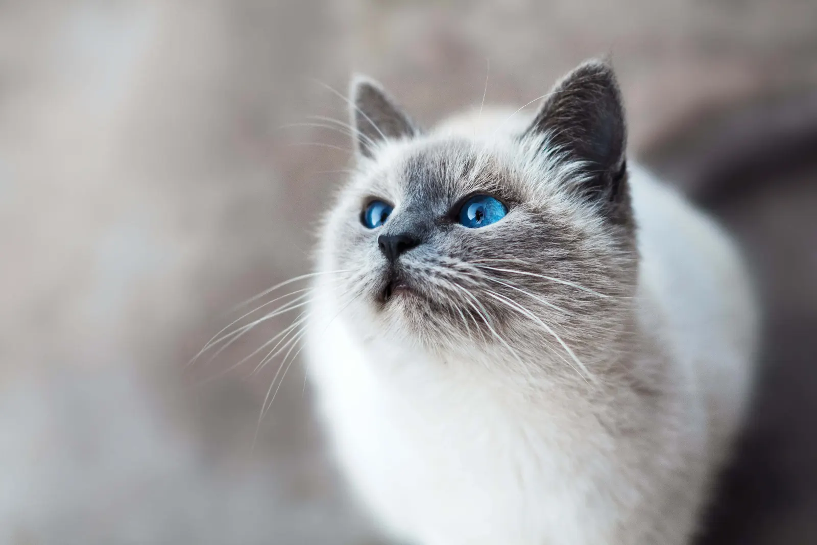 Pet sitting cat with blue eyes