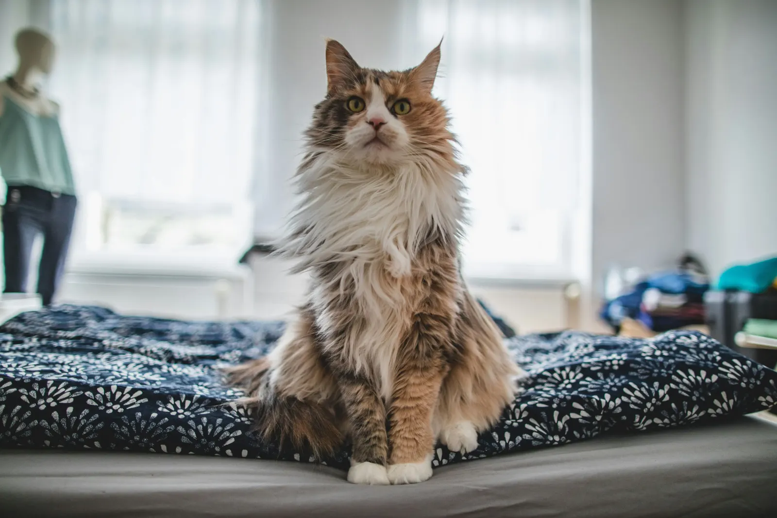 Cat standing in a bed