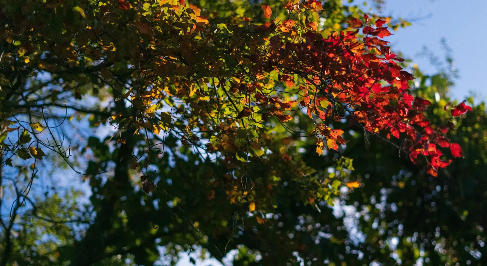 Tree branch with leaves turning from green to red in autumn