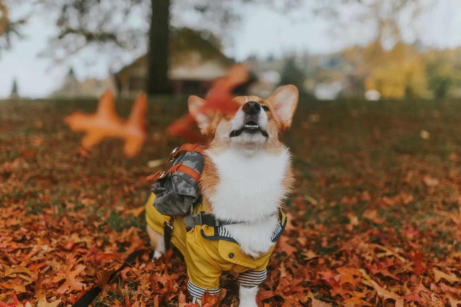 corgi in the park